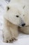 Portrait of a polar bear. Close-up. Canada.