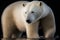Portrait of a polar bear in natural habitat, generative ai