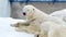 Portrait of a polar bear resting in a zoo