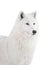 portrait Polar wolf isolated on a white