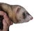 Portrait of a polecat