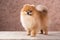 Portrait Pomeranian dog