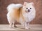 Portrait Pomeranian dog