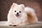 Portrait Pomeranian dog