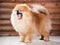 Portrait Pomeranian dog with open mouth