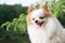 Portrait of a Pomeranian puppy with white fur and red ears