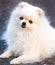 Portrait of a pomeranian spitz. Cute white little dog