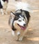 Portrait of a Pomsky with blue eyes playing outdoors