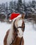 Portrait pony in a Christmas red cap