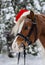 Portrait pony in a Christmas red cap