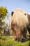 Portrait pony eating grass