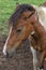 Portrait pony at the farm