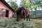 Portrait of pony out of the stable in the fence