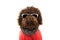 Portrait poodle dog wearing warm red coat and glasses. isolated on white background