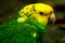 Portrait of Portrait of Yellow-headed Amazon Parrot