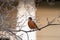 Portrait of a posing American Robin