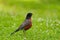 Portrait of a posing American Robin