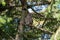 Portrait of a posing Barred Owl