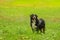 Portrait of the posing Bernese Mountain Dog