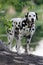 Portrait of posing dalmatian