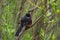 Portrait of a posing Spotted Towhee