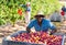 Portrait of a positive african american male farmer squatting near a crate of ripe plums