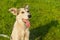 Portrait of positive mixed breed young dog