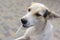 Portrait of positive mixed breed young dog sucking lollipop on a street