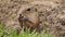 Portrait of Pouched marmot eating a sunflower seed