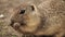 Portrait of Pouched marmot eating a sunflower seed.