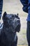 Portrait of a powerful black dog breed Cane Corso. Smart confident look into the distance. Shooting at eye level of a dog.