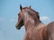 Portrait of powerful chestnut stallion