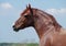 Portrait of powerful chestnut stallion