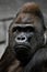 Portrait of a powerful dominant male gorilla , stern face