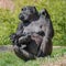 Portrait of powerful female African gorilla at guard with a baby