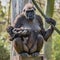 Portrait of powerful female African gorilla at guard with a baby