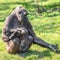 Portrait of powerful female African gorilla at guard with a baby