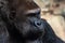 Portrait of a powerful gorilla with expressive eyes