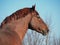 Portrait of powerful red in a grey hair horse