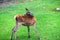 Portrait of powerful young red deer stag in Autumn Fall forest