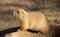 Portrait of prairie dog from profile