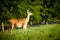 Portrait of pregnant whitetail deer doe