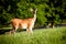 Portrait of pregnant whitetail deer doe