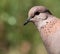 Portrait of a pretty bird against a soft green bokeh background.