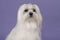 Portrait of a pretty longhaired Maltese dog on a purple background