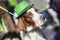 Portrait of pretty, lovely dog close-up in green Irish hat, saint patrick day holiday. St.Patrick s Day