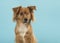 Portrait of a pretty mixed breed one eyed dog glancing away on a blue background