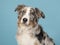 Portrait of a pretty odd eyed australian shepherd dog on a blue