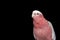 Portrait of a pretty pink galah cockatoo on a black background