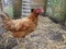 Portrait of a pretty red hen, Gallus gallus domesticus, in her hen house